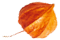 https://mitzy-y-dominic.click/wp-content/uploads/2020/12/small_leaf_05.png